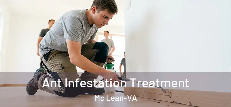 Ant Infestation Treatment Mc Lean-VA