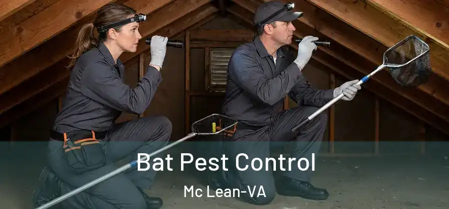Bat Pest Control Mc Lean-VA