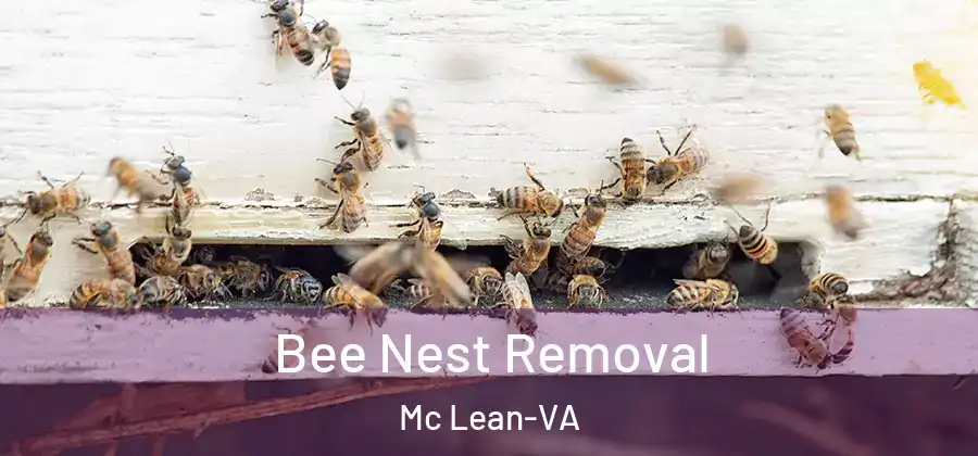 Bee Nest Removal Mc Lean-VA