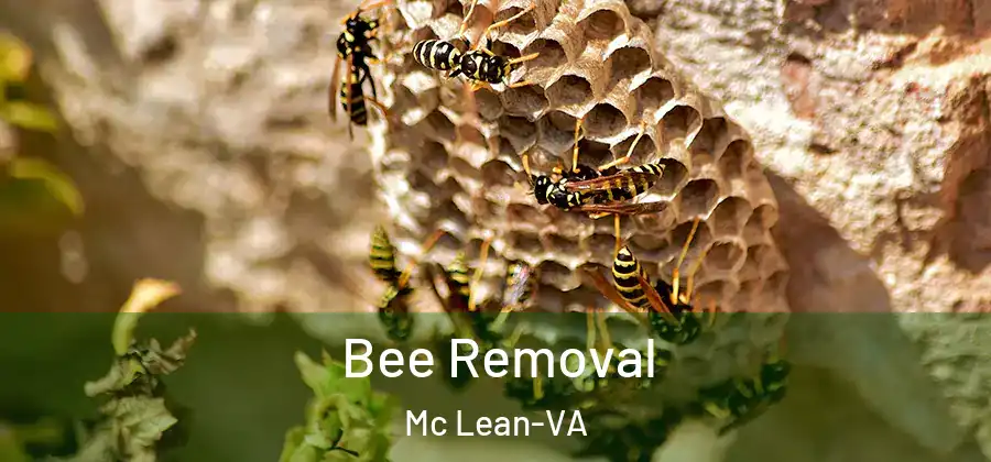  Bee Removal Mc Lean-VA