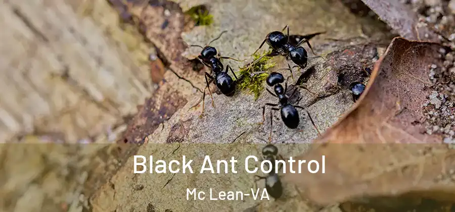 Black Ant Control Mc Lean-VA