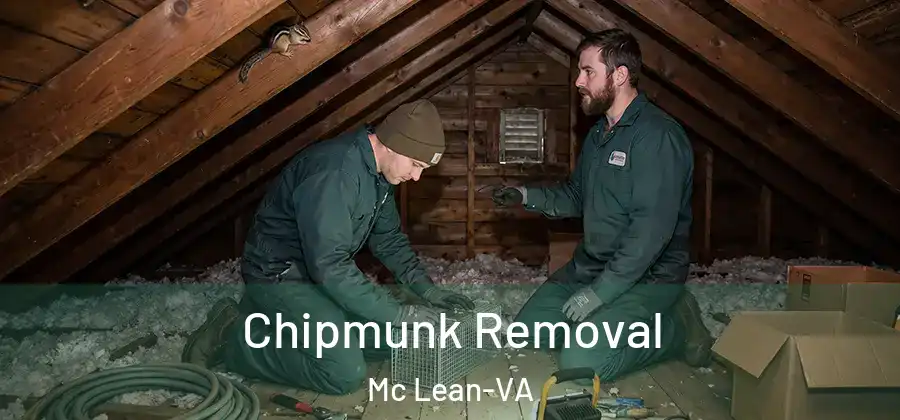  Chipmunk Removal Mc Lean-VA