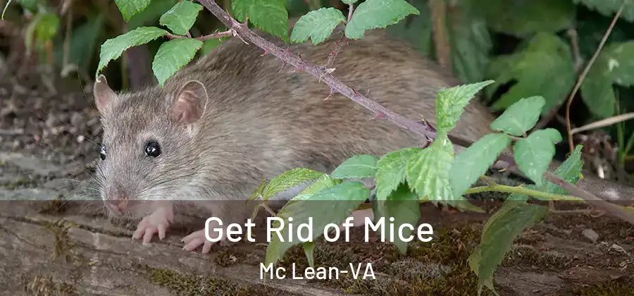  Get Rid of Mice Mc Lean-VA