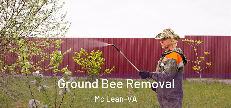  Ground Bee Removal Mc Lean-VA
