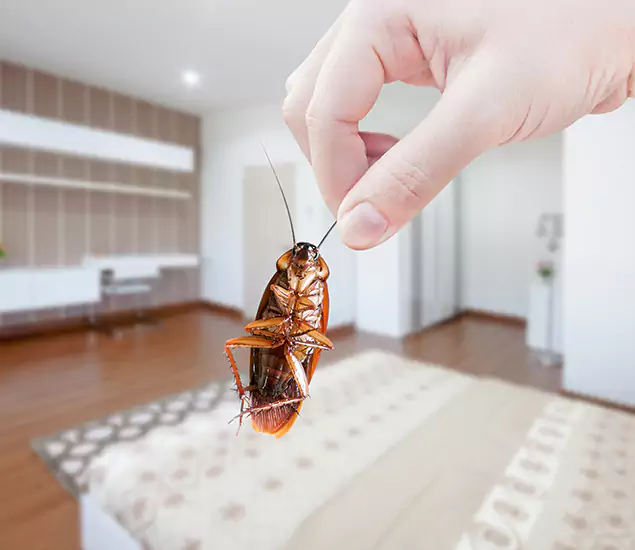 Your Cockroach Control Services in Mc Lean, VA