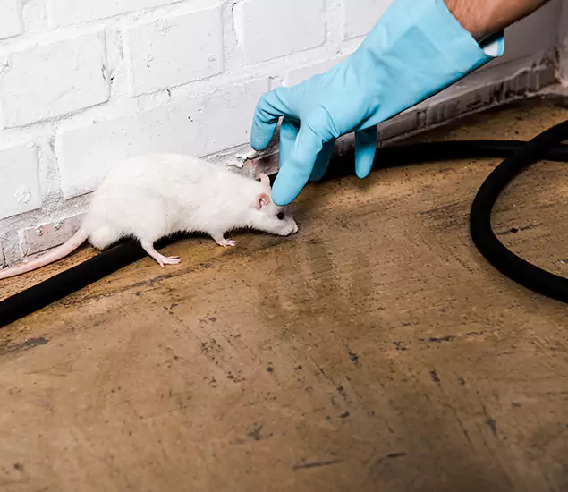 Your Pest Control Partner in Mc Lean, VA