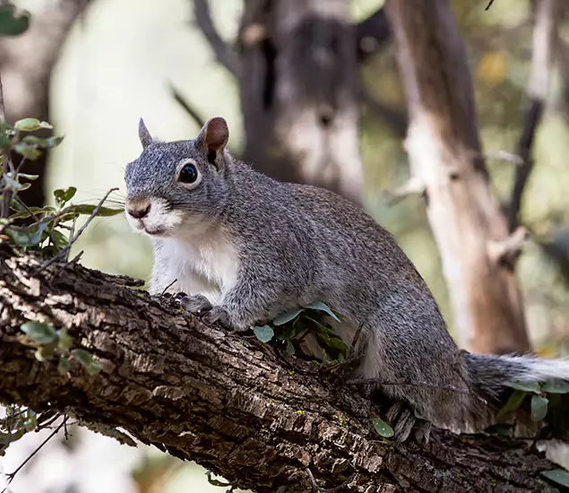 Your Trusted Squirrel Removal Company in Mc Lean, VA