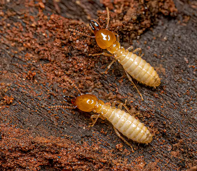 About Our Termite Control Services in Mc Lean, VA
