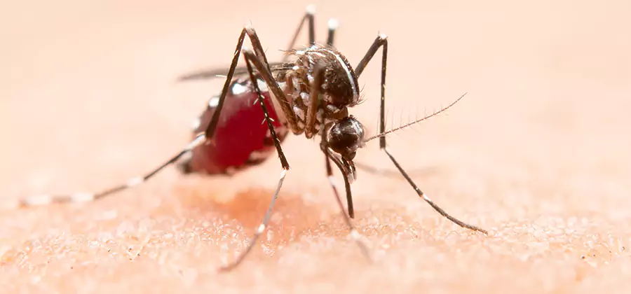 Pond Mosquito Control and Water Treatment in Mc Lean