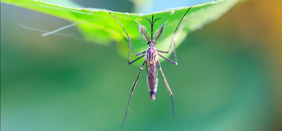 Home Defense Insect Killer in Mc Lean
