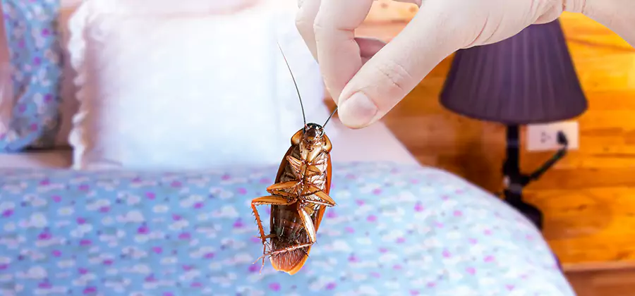 Bed Bug Inspection in Mc Lean