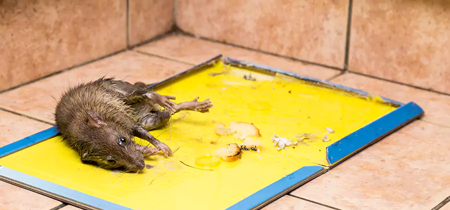 Rat Trapping Service In Mc Lean
