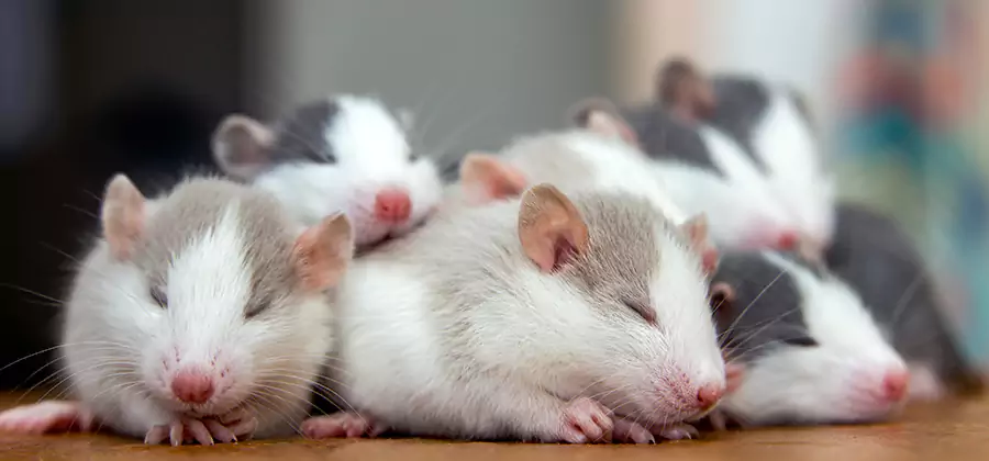 Rat Infestation Exclusion Service in Mc Lean