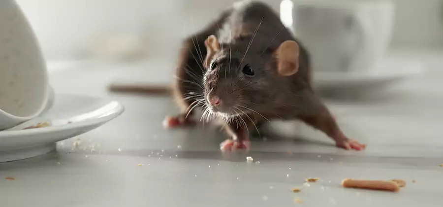 Attic Rat Exclusion Service in Mc Lean