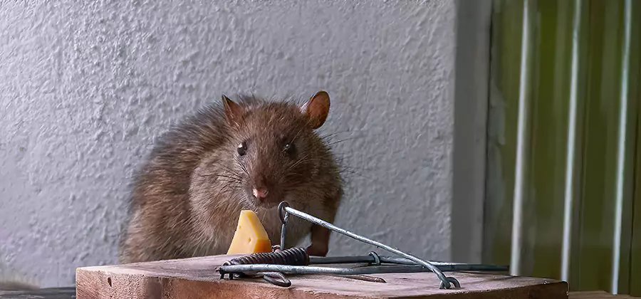 Rodent Nesting Prevention in Mc Lean