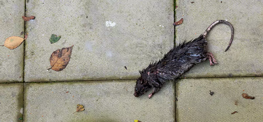 Rodent inspection service in Mc Lean