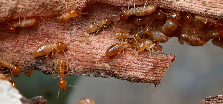 Perimeter Soil Termite Treatment in Mc Lean