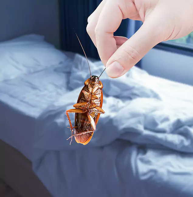 Why Choose McLean Pest Control Pro for Bed Bug Extermination in Mc Lean, VA?