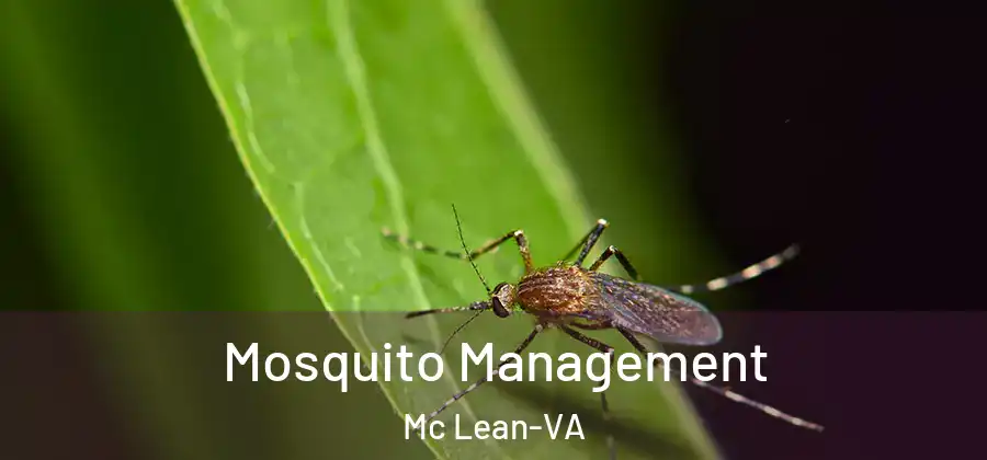 Mosquito Management Mc Lean-VA