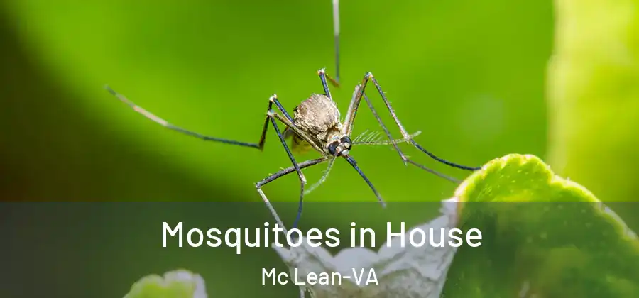  Mosquitoes in House Mc Lean-VA
