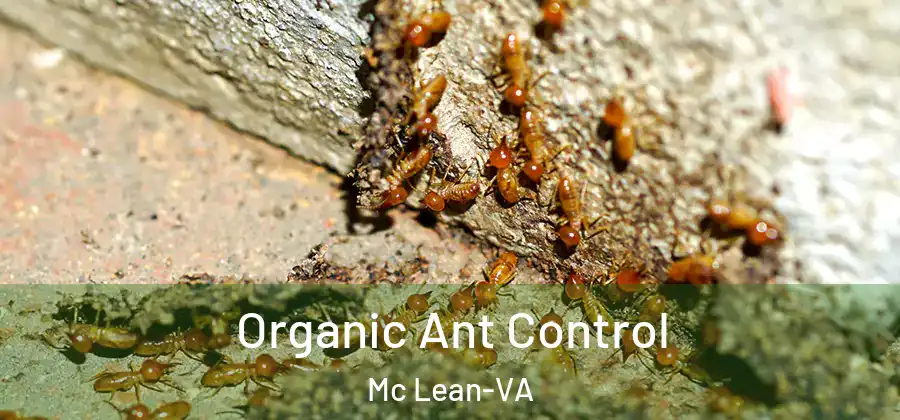  Organic Ant Control Mc Lean-VA