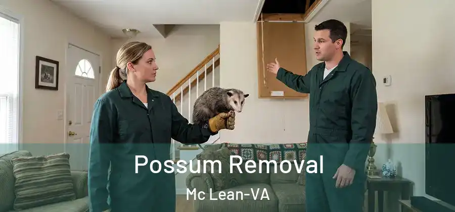 Possum Removal Mc Lean-VA