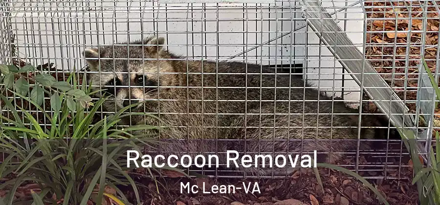 Raccoon Removal Mc Lean-VA