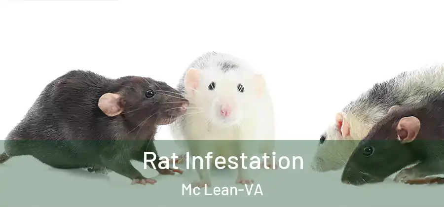 Rat Infestation Mc Lean-VA
