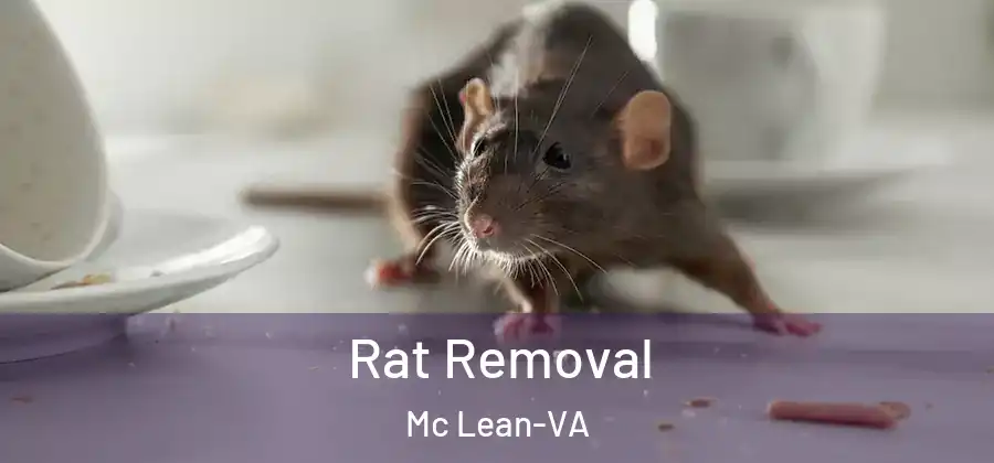  Rat Removal Mc Lean-VA