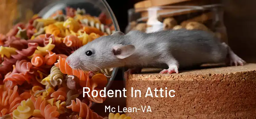 Rodent In Attic Mc Lean-VA
