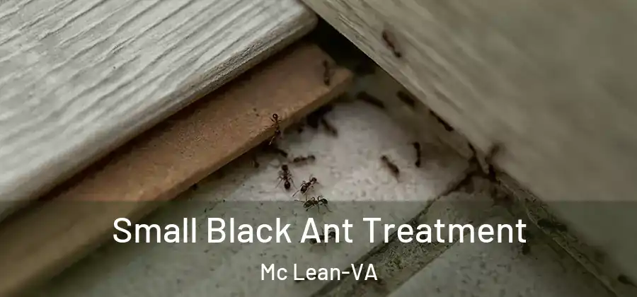 Small Black Ant Treatment Mc Lean-VA