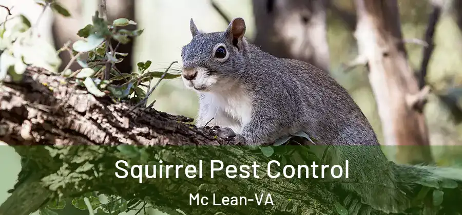  Squirrel Pest Control Mc Lean-VA