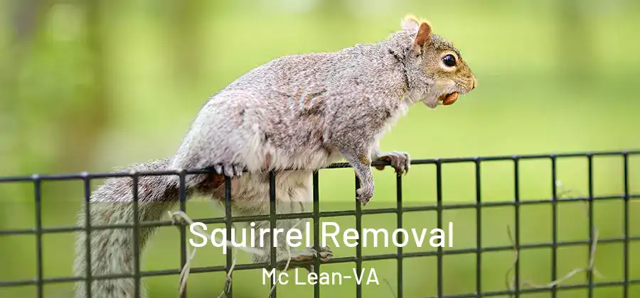  Squirrel Removal Mc Lean-VA