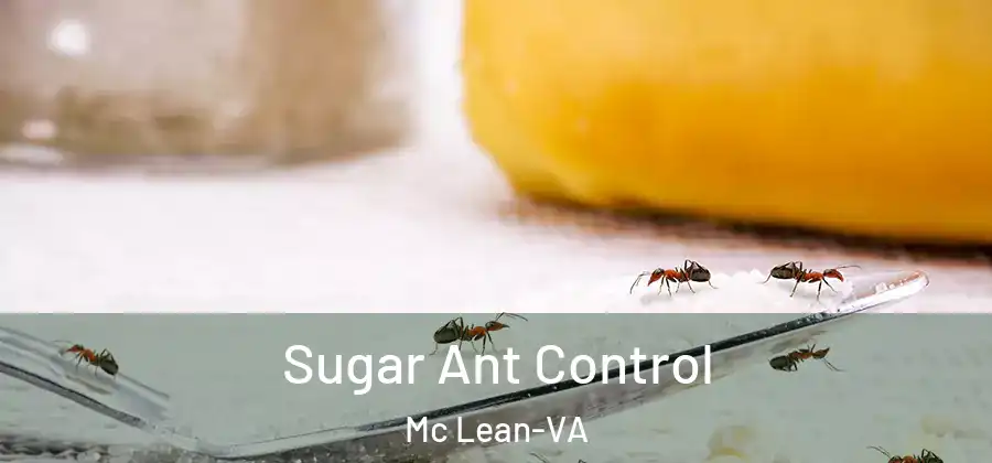 Sugar Ant Control Mc Lean-VA