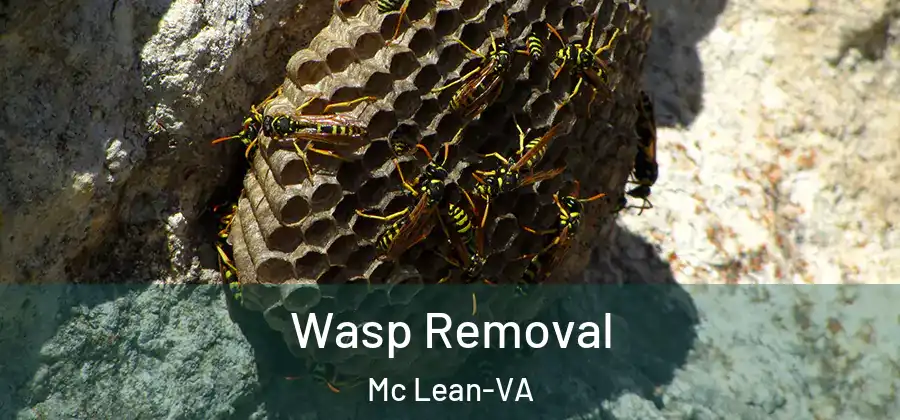 Wasp Removal Mc Lean-VA