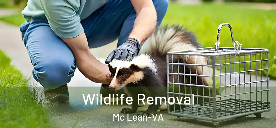 Wildlife Removal Mc Lean-VA