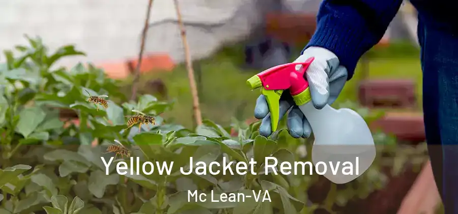 Yellow Jacket Removal Mc Lean-VA